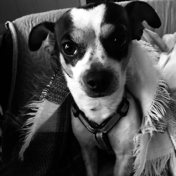 Meet your Posher. Say hello to Juju and Toby - Picture 3 of 3